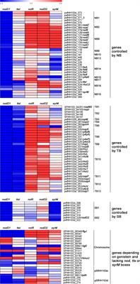 A complex regulatory network governs the expression of symbiotic genes in Sinorhizobium fredii HH103